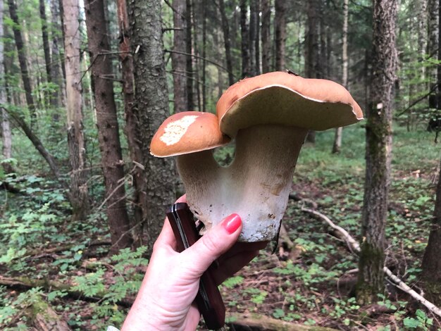 Photo mushroom boletus in the hand