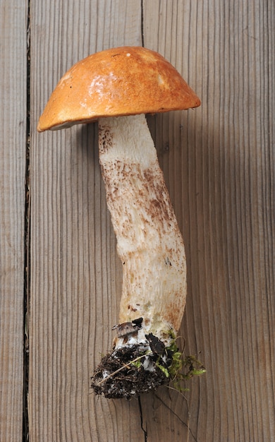 소박한 나무 표면에 버섯 Boletus