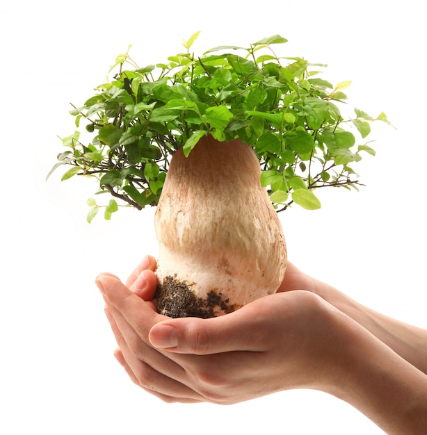 Mushroom bonsai in the hands