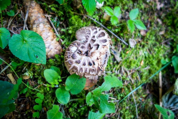 Mushroom closeup view in a mountain forest. Haute Savoie, France