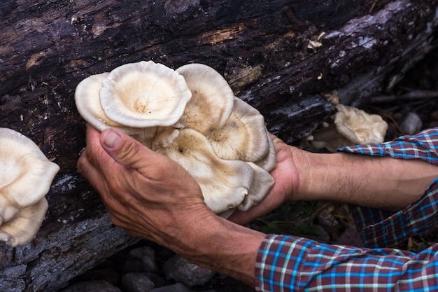 Collezione di funghi