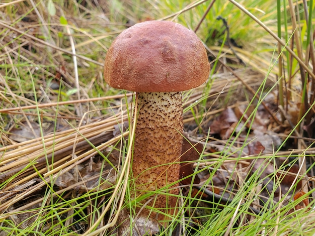 Photo mushroom in coniferous forest