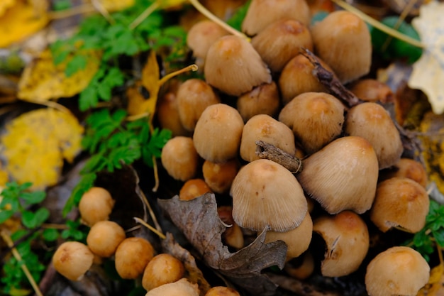 きのこ Coprinellus micaceus 秋の森の自然の森のキノコのグループ