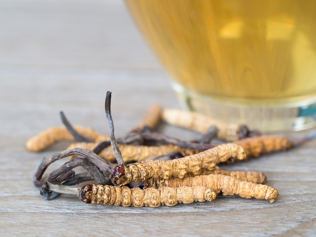 mushroom cordyceps (CHONG CAO) dit is een kruid.