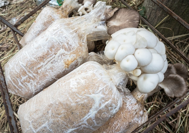 Mushroom cultivation