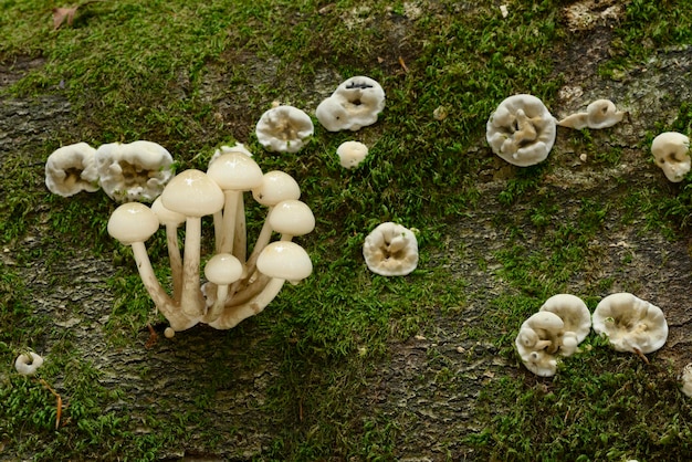 Детали грибов и крупные планы в европейском буковом лесу осенью