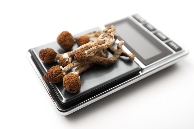 mushroom dosing psilocybin therapy