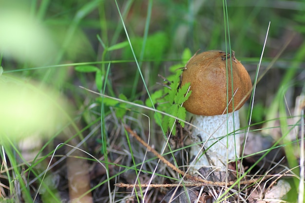 Mushroom edible red hat