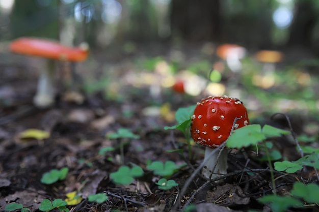 Mushroom during fall in a Forest Lane with Shallow Depth of Field