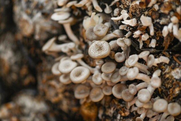 Photo mushroom farm with fresh mushroom growing on mushroom spawn lentinus squarrosulus