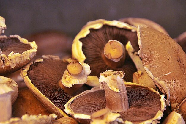 Photo mushroom field