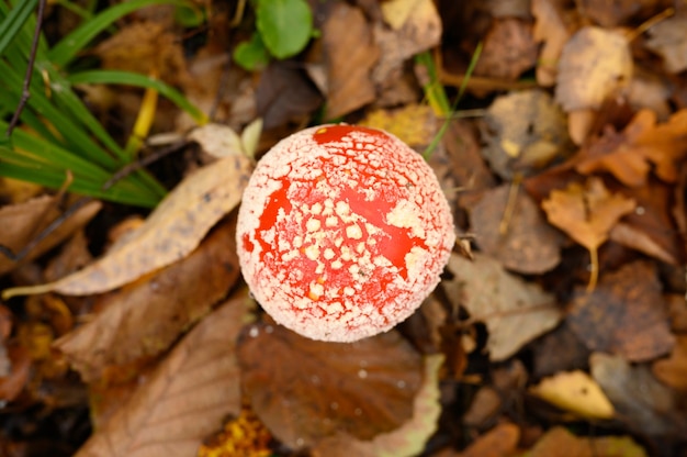 Mushroom fly agaric in grass on autumn forest. toxic and hallucinogen red poisonous amanita muscaria fungus macro close up in natural environment. top view