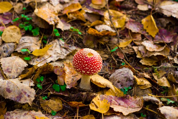 写真 森のきのこフライ ベニテングタケ