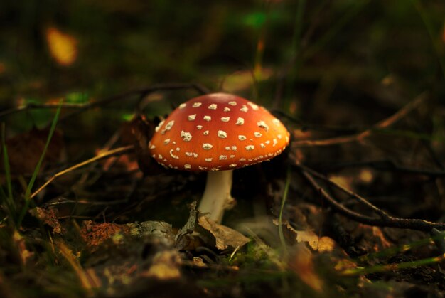 Mushroom fly agaric sprouted in forest litter, red with white spots, close-up