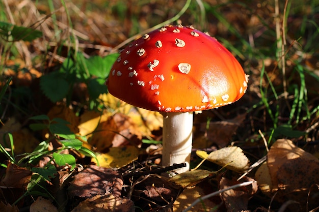 Mushroom fly grows in the woods