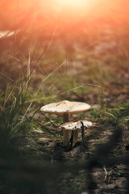 Mushroom in forest against background of grass in contoured sunlight