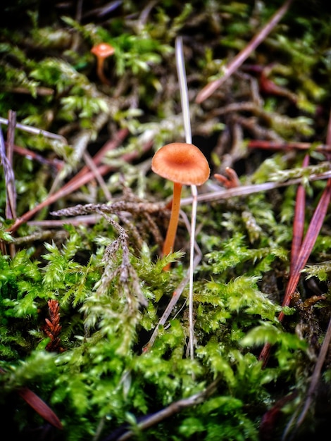 Foto fungo nel sottobosco