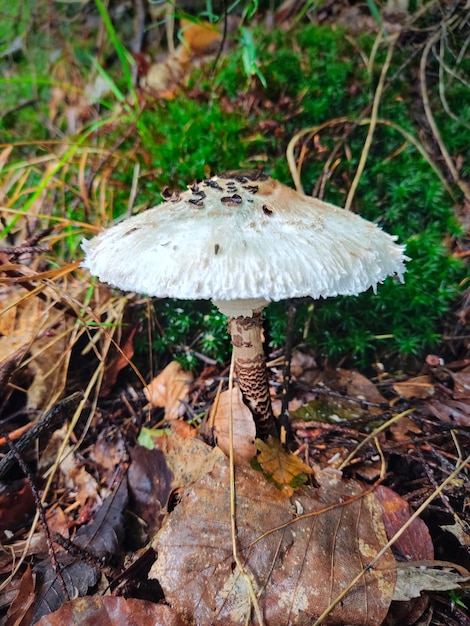 Mushroom on the forest floor