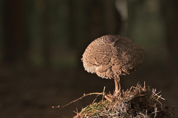 mushroom in the forest on grass