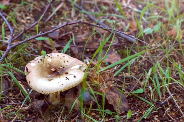 Mushroom in the forest among the green leaves