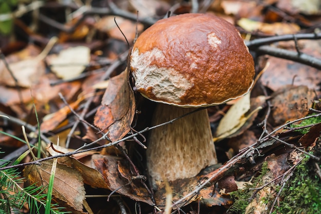 Mushroom on the forest ground