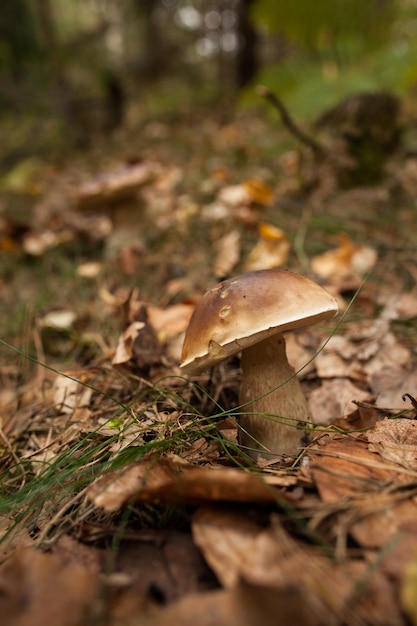 Mushroom on forest ground