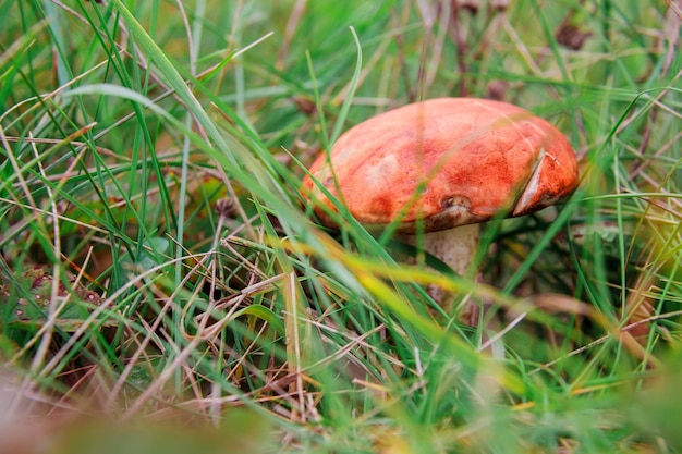 Mushroom in the forest macro, forest, closeup