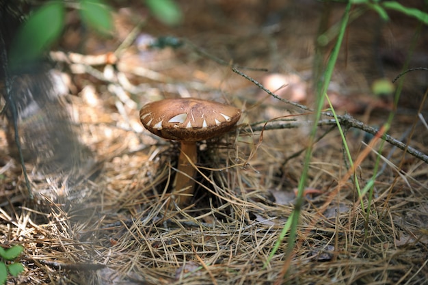 Mushroom in the forest, in a natural environment, among conifer needles and green twinks