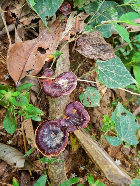 Photo mushroom in the forest at waterfall thailand