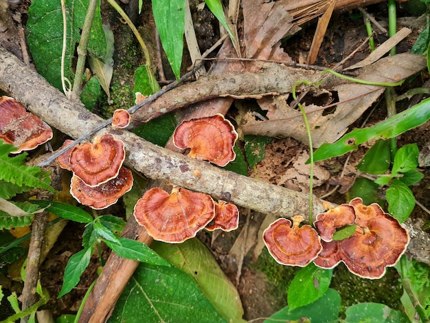 Photo mushroom in the forest at waterfall thailand