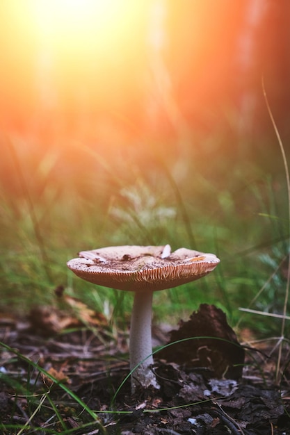 Mushroom in forest with bright sunlight