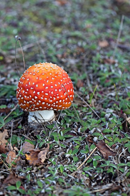 Mushroom in the forest