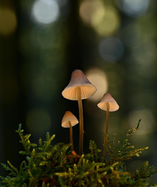 mushroom in the forest