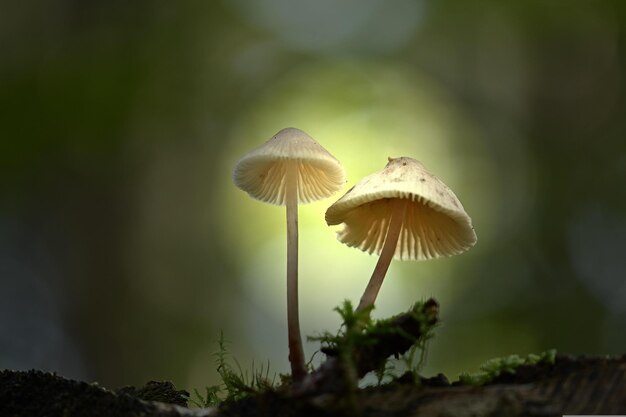 mushroom in the forest