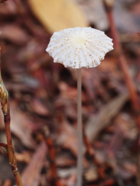 mushroom in the forest