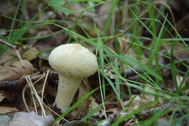 Mushroom in the forest