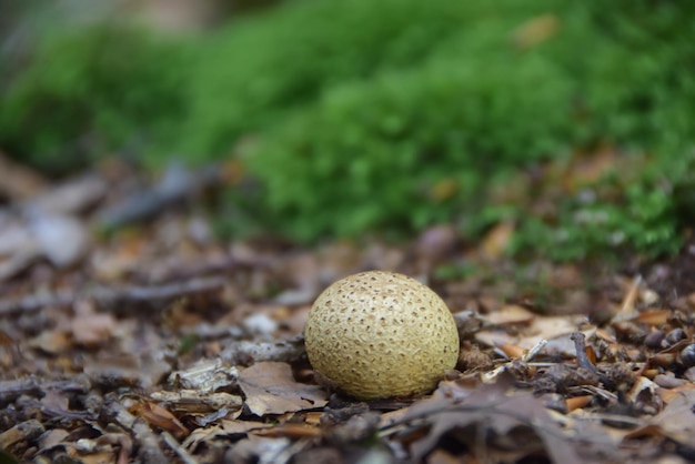 Mushroom in the forest