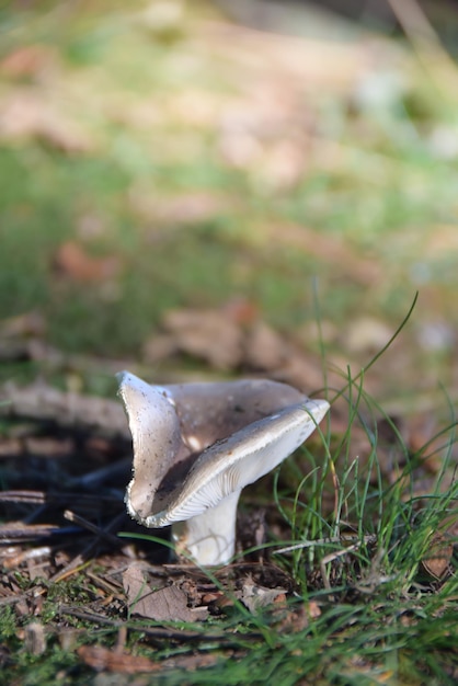 Mushroom in the forest