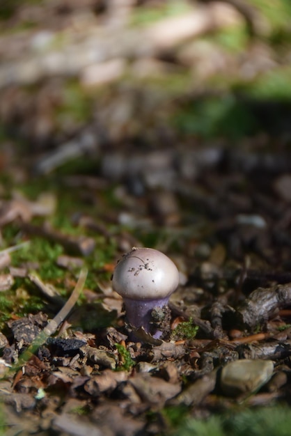 Mushroom in the forest