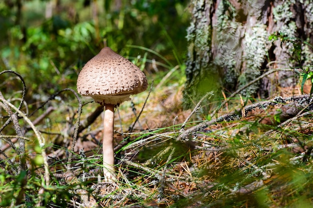 Mushroom in the forest