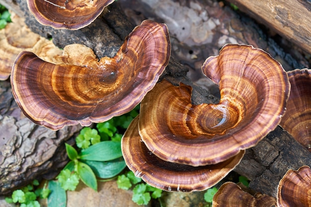 Mushroom from the wreckage. In the humid forest