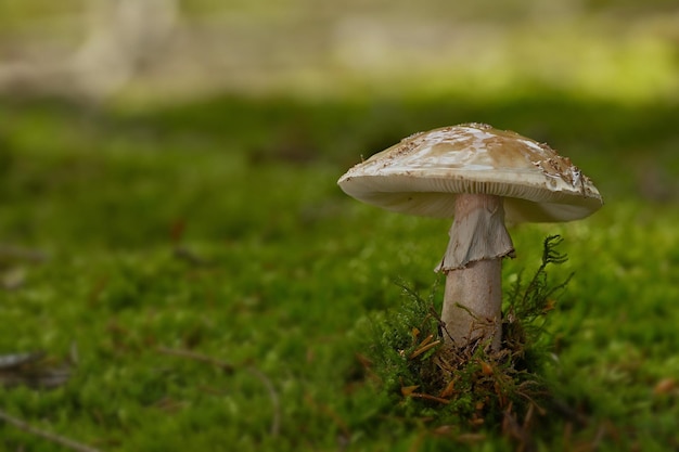 mushroom in the grass