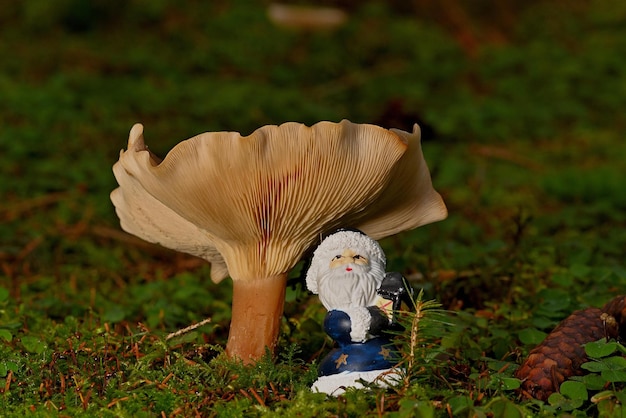 Photo mushroom in the grass