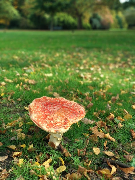 Mushroom in a green grass garden