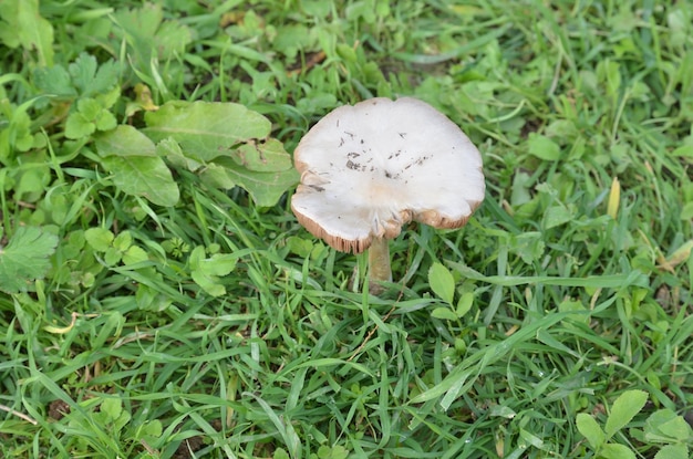 Mushroom on a green meadow
