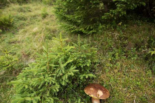 Mushroom in the green moss in the mountainsx9