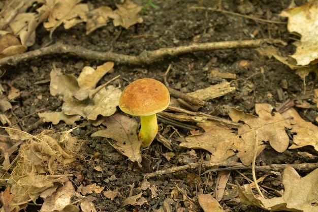 Photo mushroom growing on the background of dry leaves