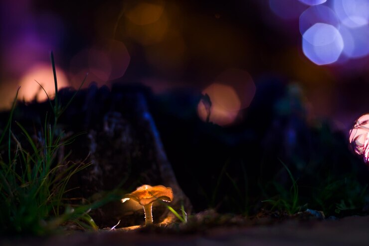 Photo mushroom growing on field at night