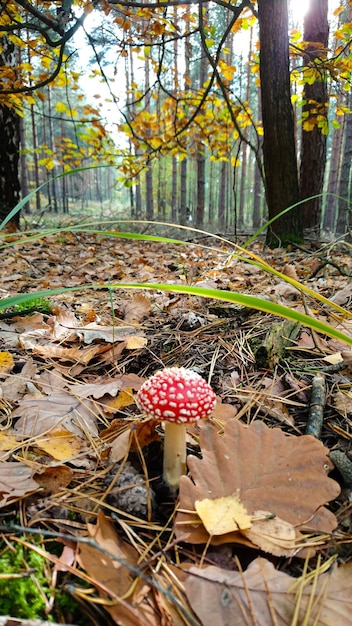 Mushroom growing on field-wood