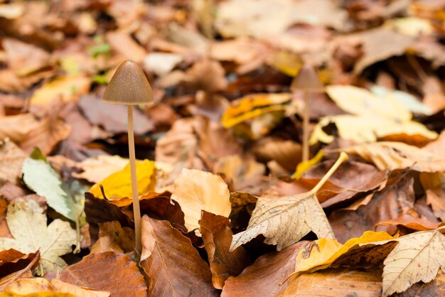 Mushroom growing on ground of a Beech forest